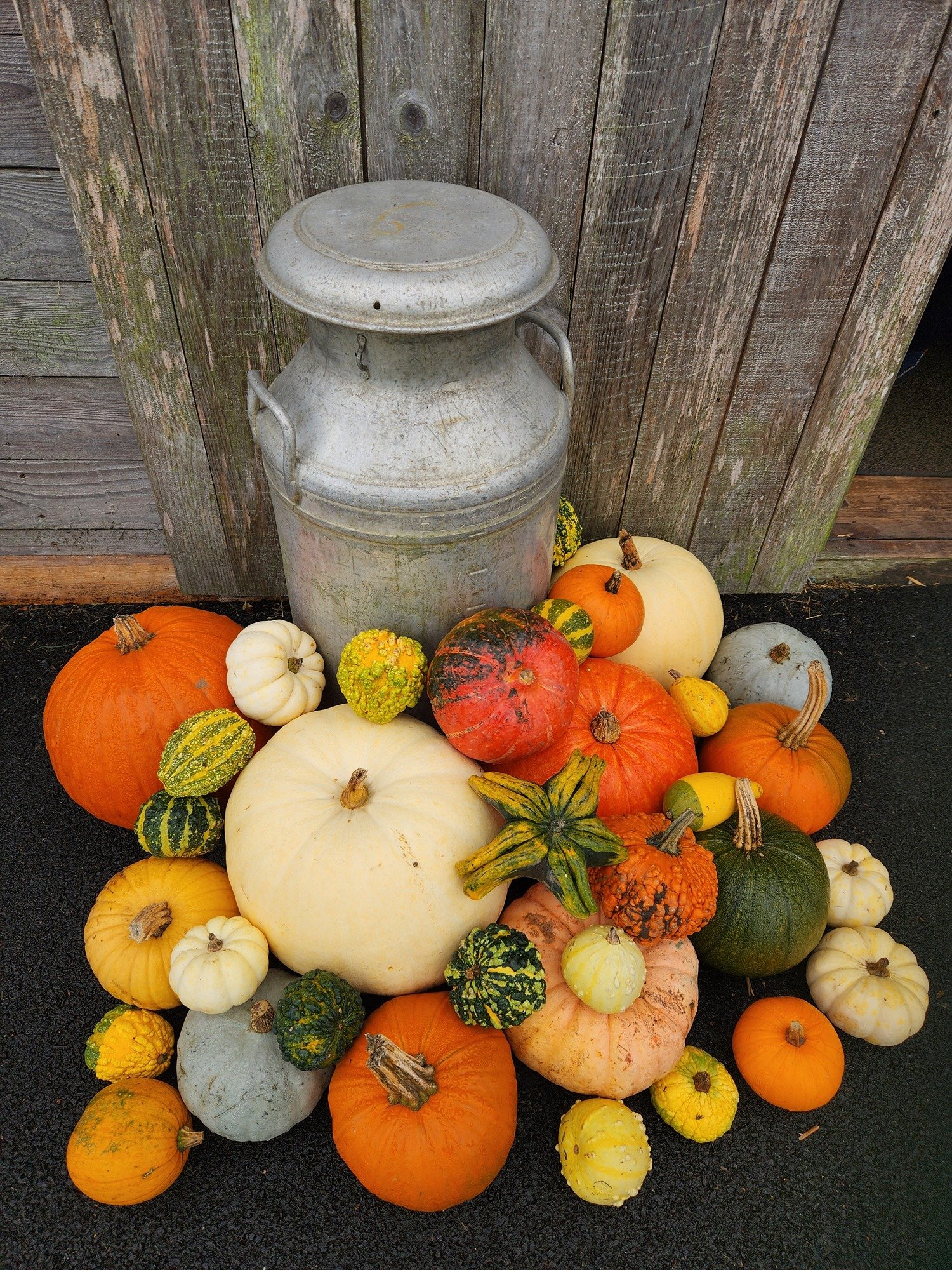 Ornamental gourds display Buttercups Tea room, Rutland