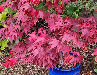 Autumn colour Lovely red Acer in blue container