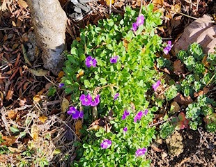 Aubretia flowering, unusually, in November