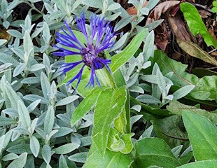 Perennial Cornflower is loved by bees