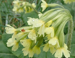 Close up of the flowers on Priumla vulgaris our native primrose