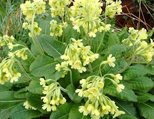 Native primular primrose growing on shady bank