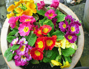 Easter primroses such as polyanthus are often treated as bedding plants.
