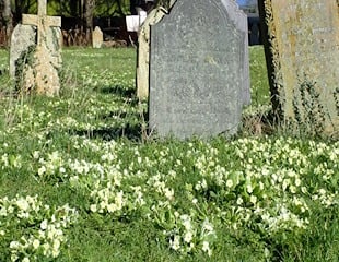 Primroses in natural setting