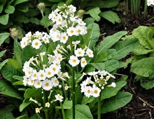 White candelabra primula