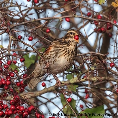 Redwing with berries credit image Bobb Hurrell wildlife photography