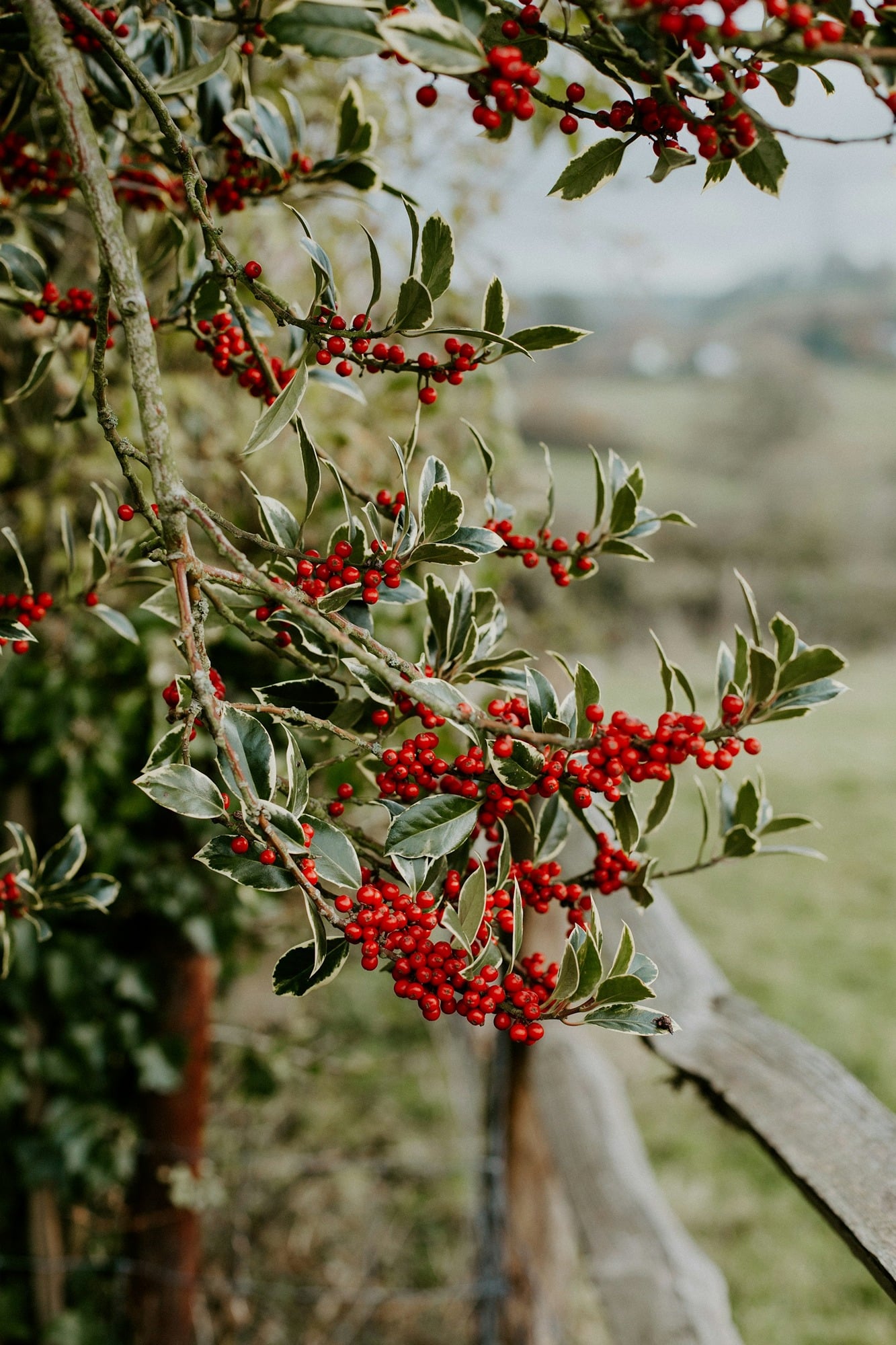 Festive holly with lots of red berries