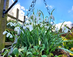 snowdrops look lovely in a hanging basket