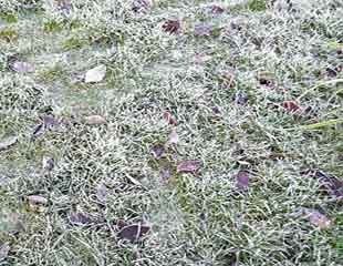 walking on frosty lawn causes damages