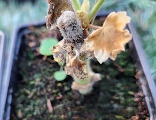 Grey Mould on Pelargonium overwintering in greenhouse