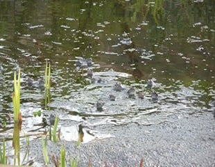 frogs in garden pond