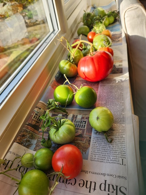 even large tomatoes will ripen indoors in the warm