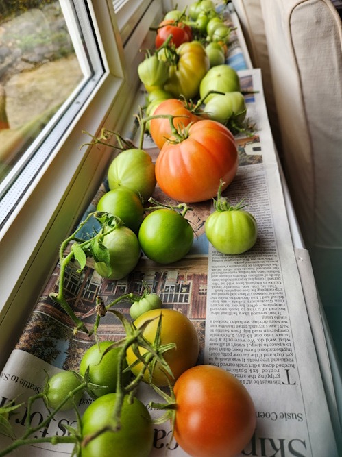 The easy way to ripen tomatoes on a warm windowsill