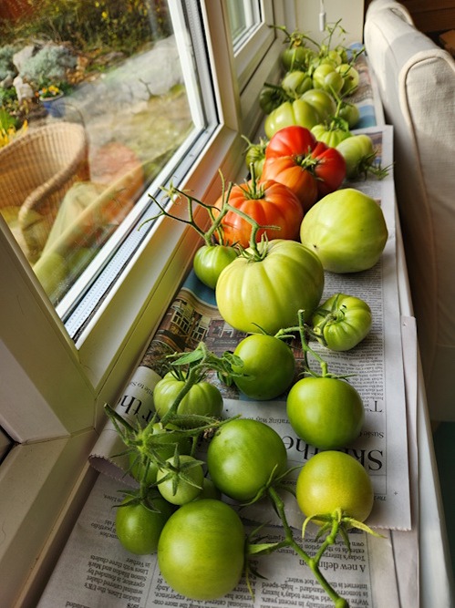 Tomatoes ripening on a warm windowsill