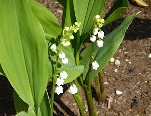 Lily of the valley will tolerate deep shade