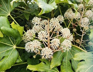 fatsia in bloom