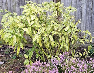 sickly looking spotted laurel