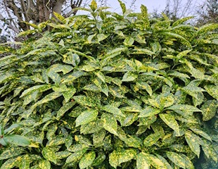 spotted laurel aucuba japonica