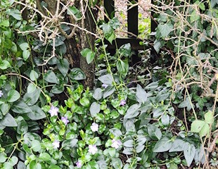 Shade loving vinca growing under a hedge.jpg
