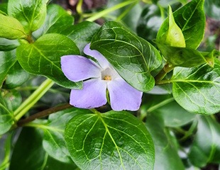 Single vinca flower growing in shade.jpg