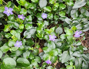 Vinca has pretty purple flowers and is shade loving.jpg