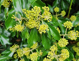 wildlife magnet native ivy beautiful yellow flowers