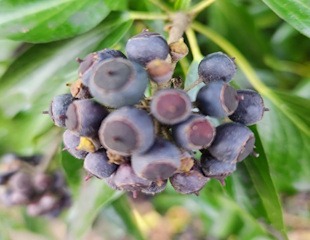 Black berries in autumn