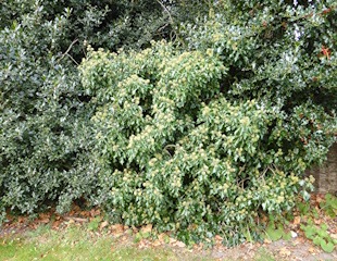 English ivy and holly