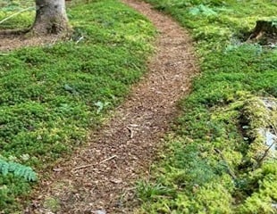 enviromentally friendly bark path