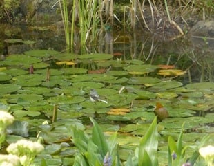 Pied wagtail on lily pad