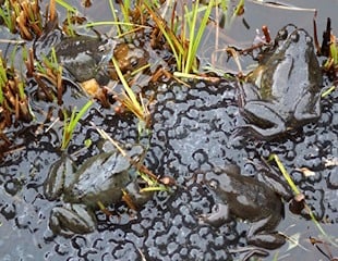 Frogs in pond spawning
