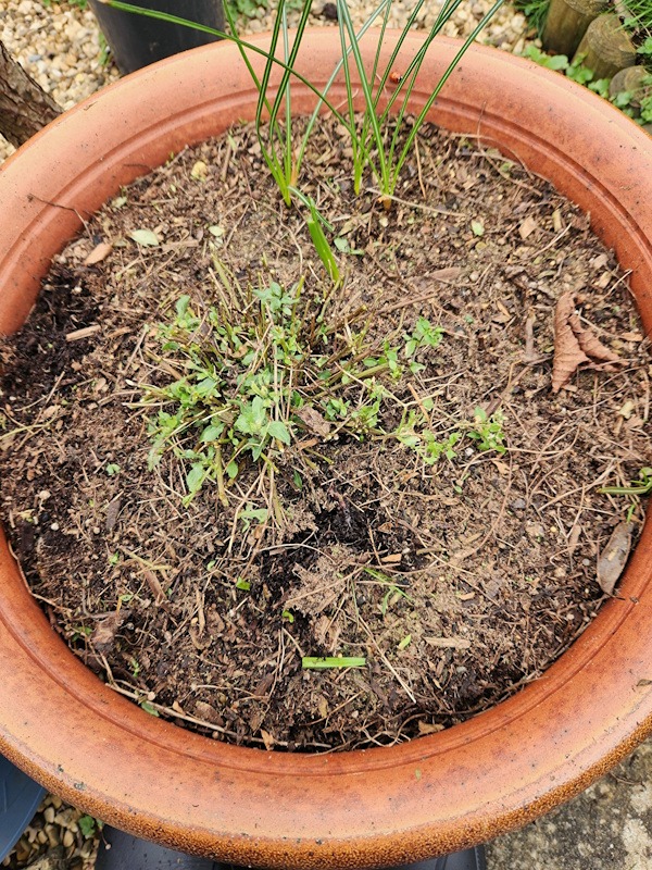 Erigeron mexican flea bane after pruning