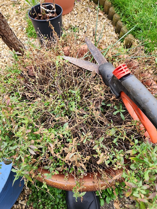 Erigeron Mexican flea bane before pruning