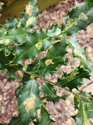 Holly leaves showing damage from Holly Leaf Miner Pest