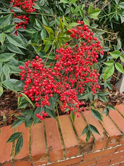 beautiful red berries on nandina domestica