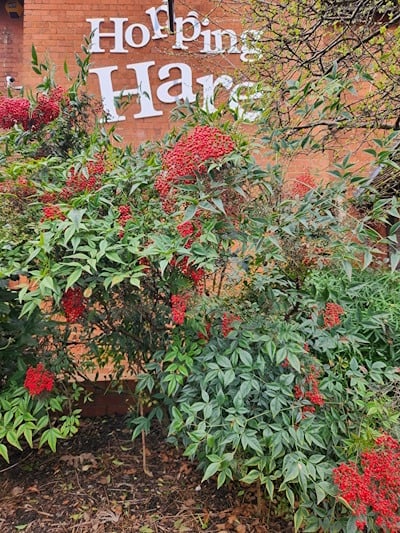 lovely display of berries on heavenly bamboo