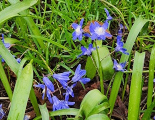 Scilla Chionodoxa forbesii a spring flowering bulb