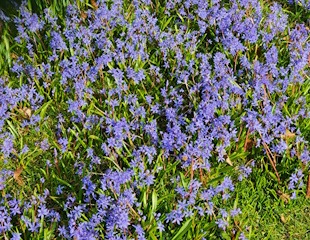 Scilla siberica in flower
