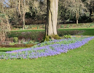 Scilla siberica ideal for planting under trees