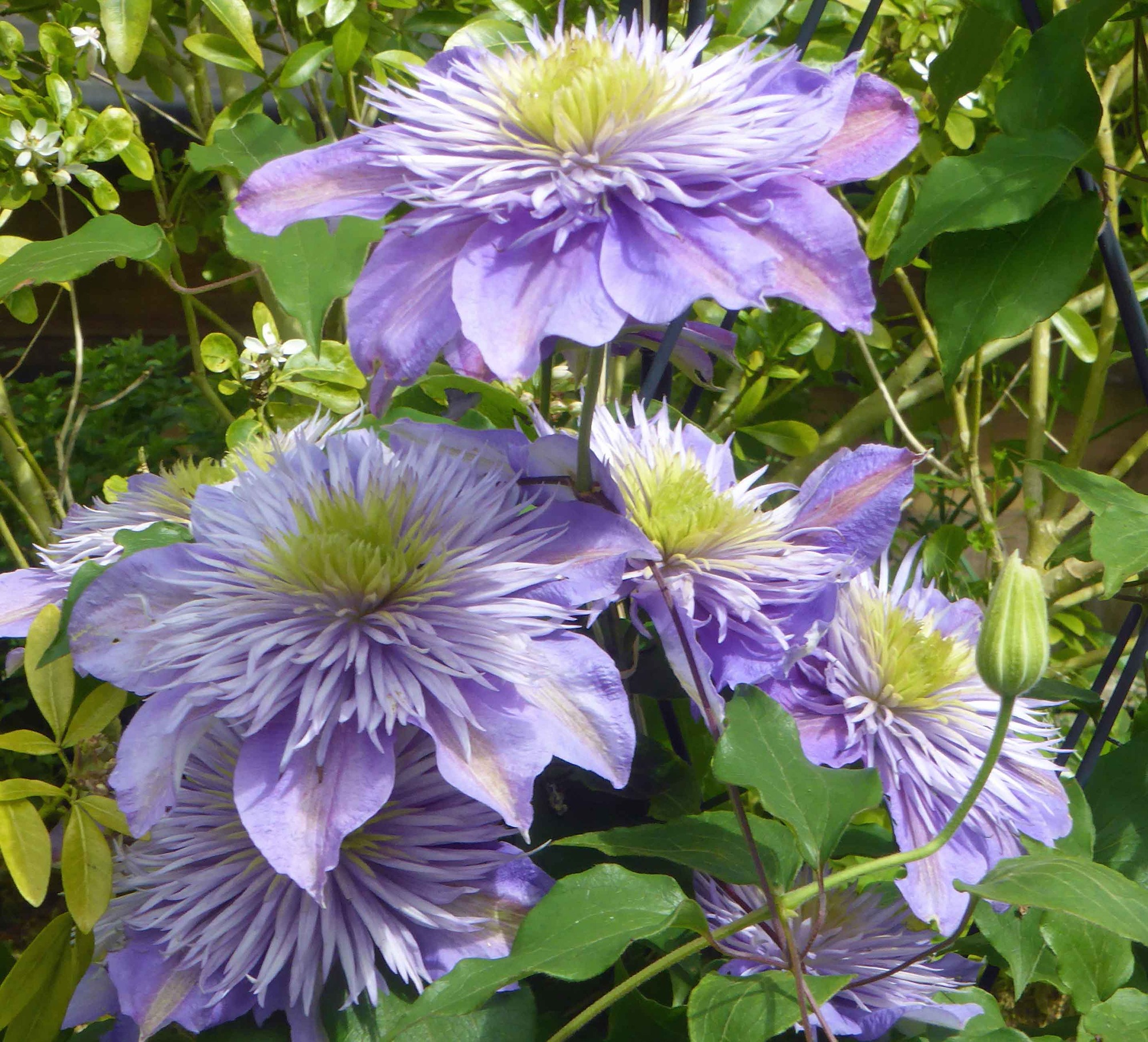 clematis crystal fountain