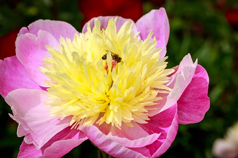 peony bowl of beauty
