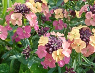  Erysimum 'Artist Paintbox'
