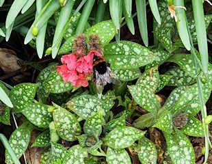 pulmonaria flowering in April