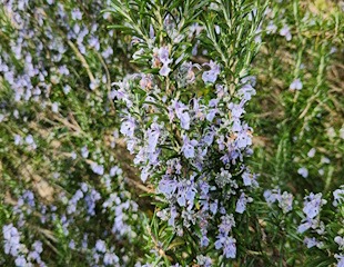 Long flowering Rosemary is an evergreen aromatic shrub