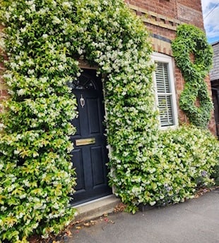 Trachelospermum Jasminoides, Star Jasmine growing on house facia