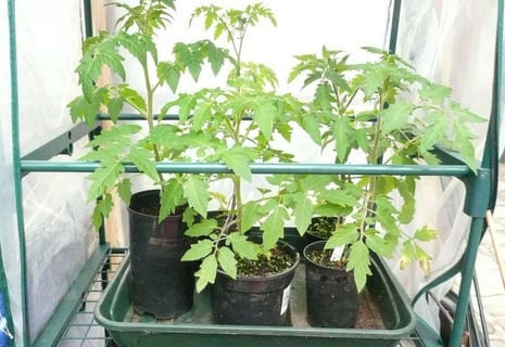 Tomatoes ready to pot on 