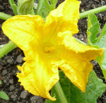 Courgette flower by The Sunday Gardener