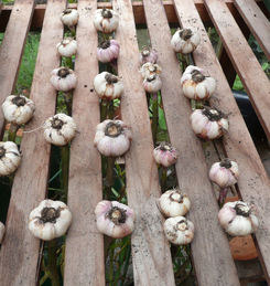 Garlic drying by The Sunday Gardener