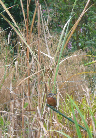 Kingfisher in garden pond