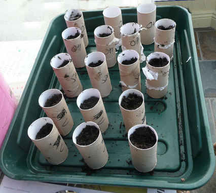 tray of sweet peas in propagator by The Sunday Gardener
